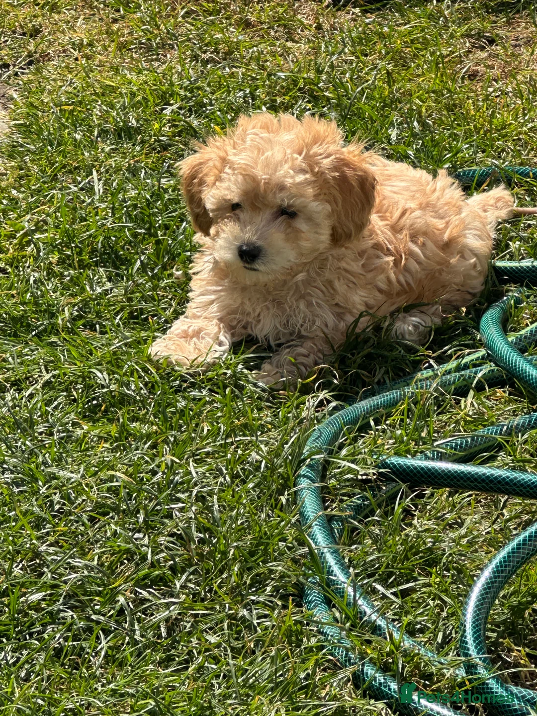 Maltipoo dogs for sale: 🐶 Beautiful Maltipoo Boys Available 🐶 - Advert 2