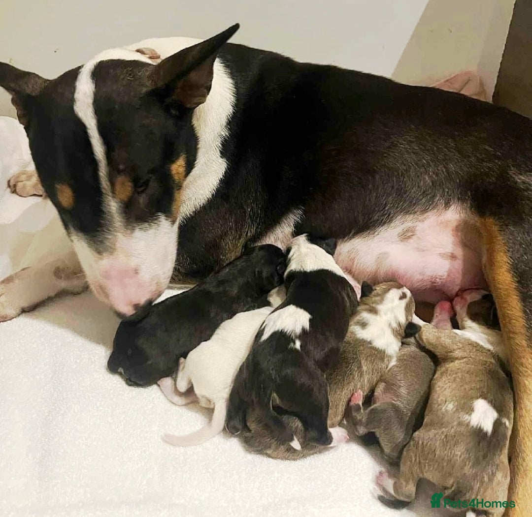 English Bull Terrier dogs for sale: Outstanding standard Bull terrier boys available  - Advert 2