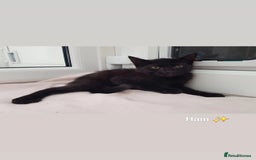 Domestic Shorthair cats for sale: KITTENS  - Image 10
