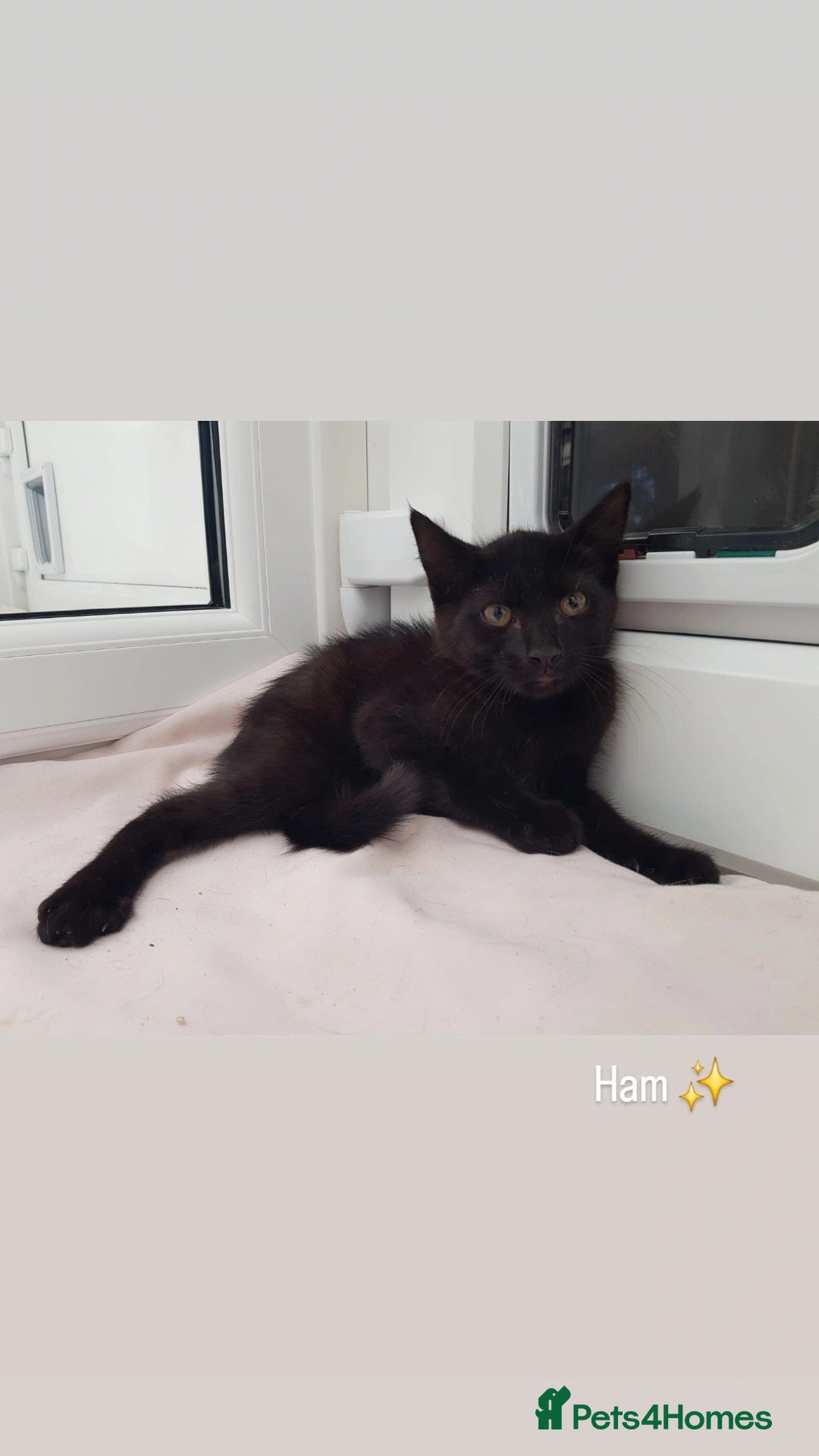 Domestic Shorthair cats for sale: KITTENS  - Image 10
