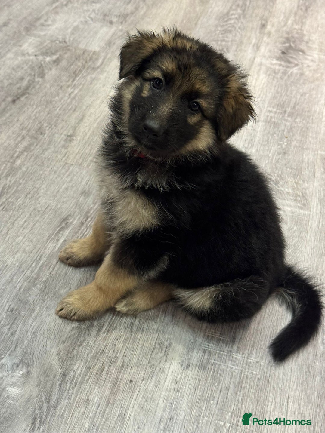 German Shepherd dogs for sale: german shepherd puppies full pedigree  - Advert 17