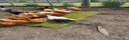Chickens poultry for sale: Point of lay hens for sale  - Advert 6