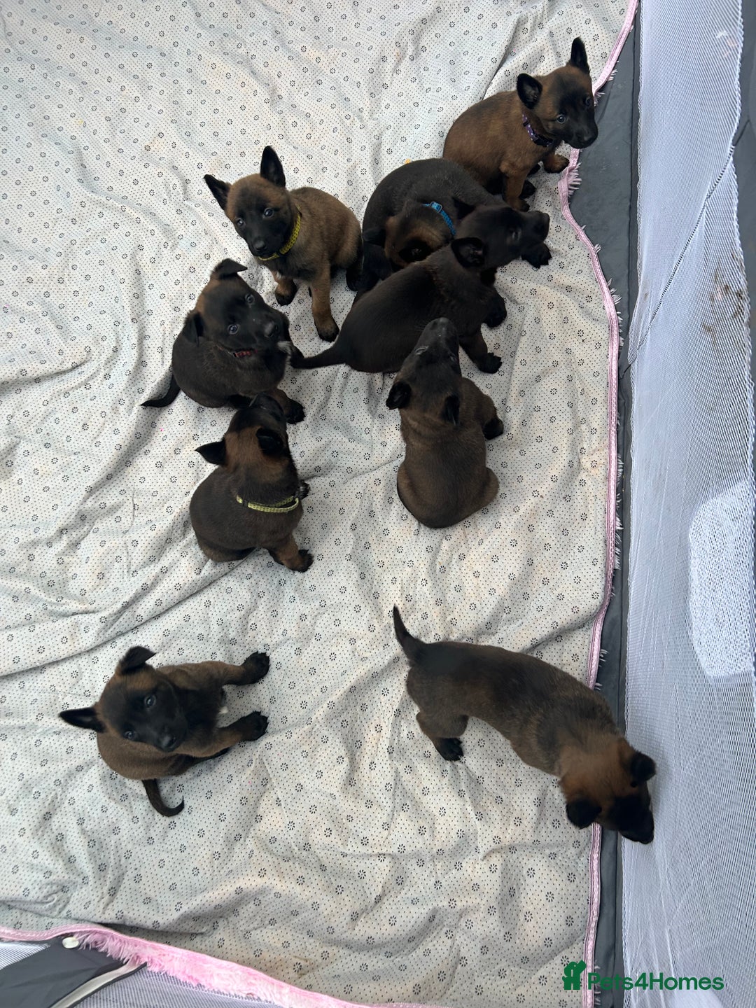Belgian Shepherd Dog dogs for sale: Belgain malinois pups for sale  - Image 5