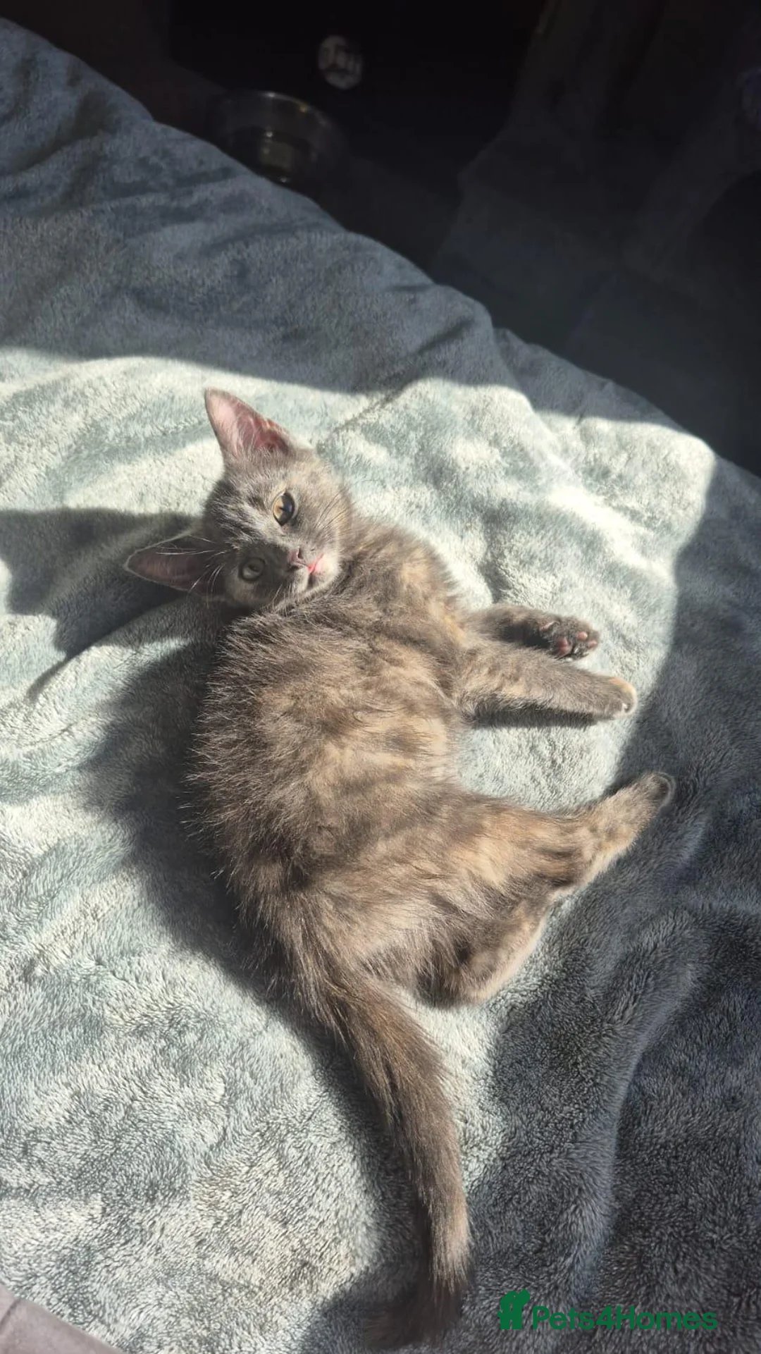 Mixed Breed cats for sale: Grey and ginger kitten Moon - Advert 1