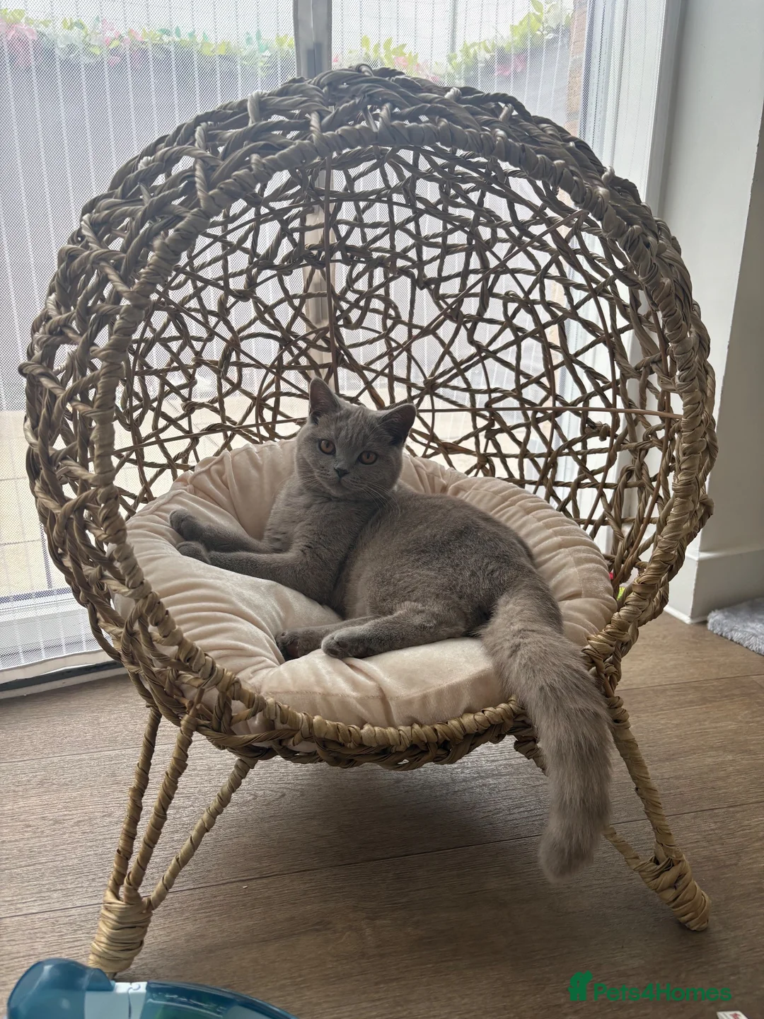 Scottish Fold cats for sale: Beautiful Lilac grey female Scottish Straight - Advert 1