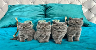 British Shorthair cats - Advert 1