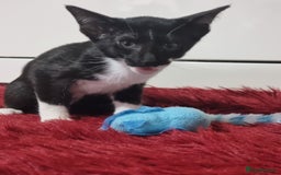 Oriental cats for sale: Oriental kittens - Advert 9