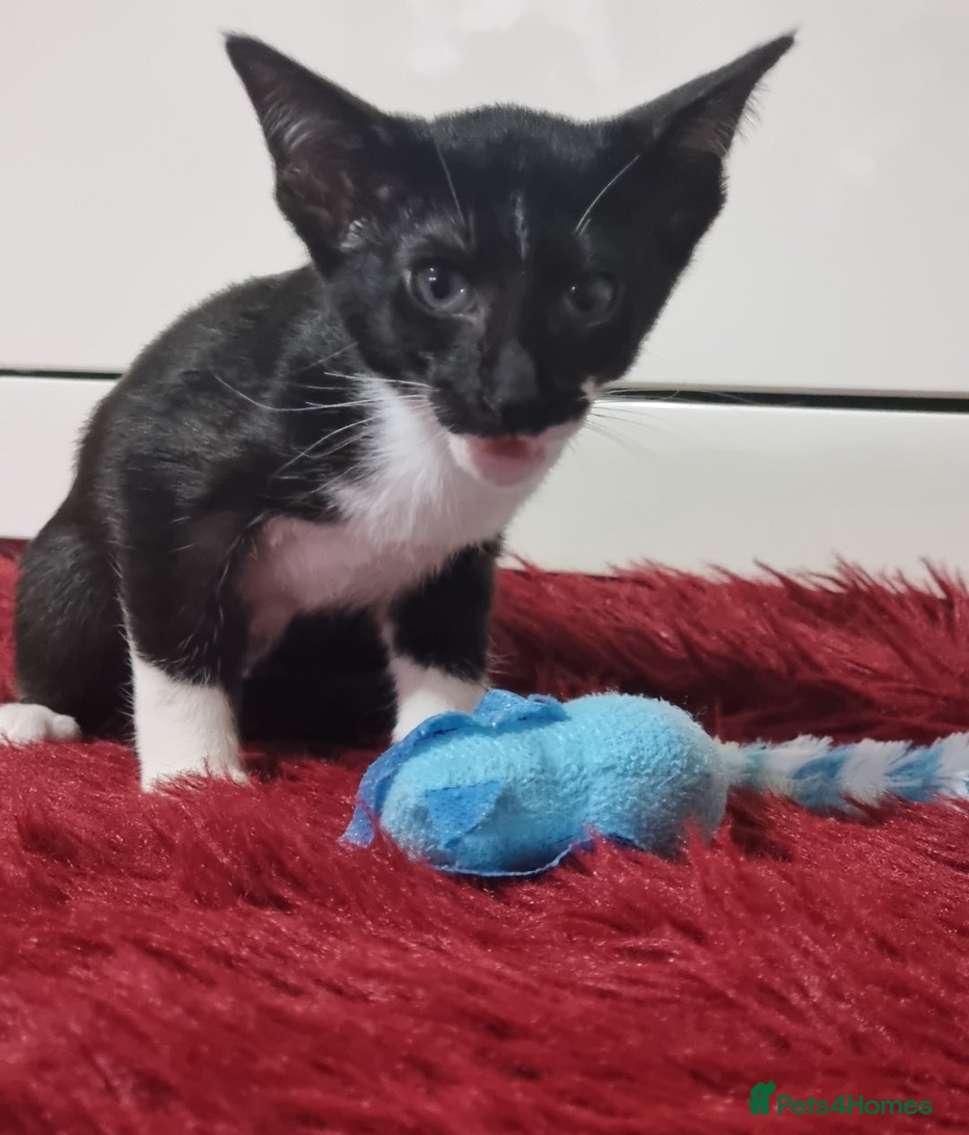 Oriental cats for sale: Oriental kittens - Advert 9