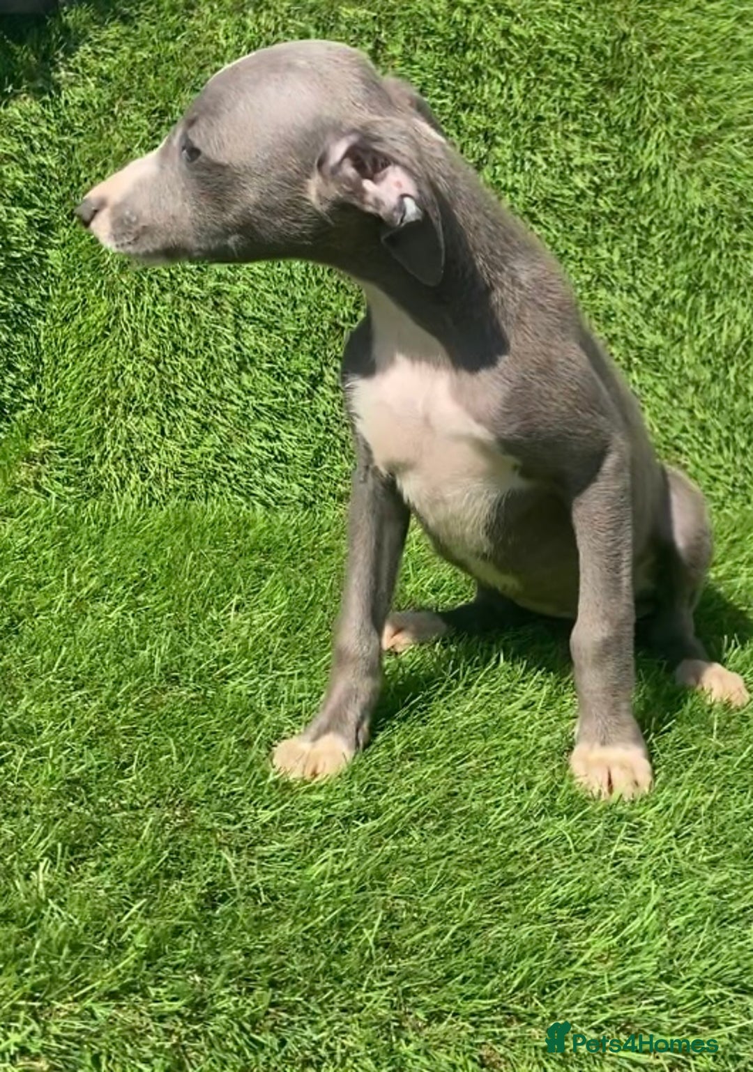 Whippet dogs for sale: Kc whippet pups  - Image 39