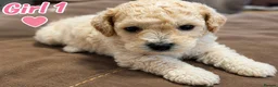 Mixed Breed dogs for sale: Adorable Bichon × Cockapoo Puppies - Only 3 Left! - Advert 7