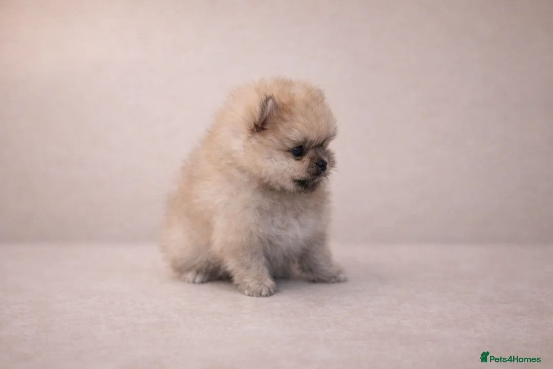 Pomeranian dogs for sale: KC Pomeranian puppies, stunning quality 💫 in Wakefield - Advert 14