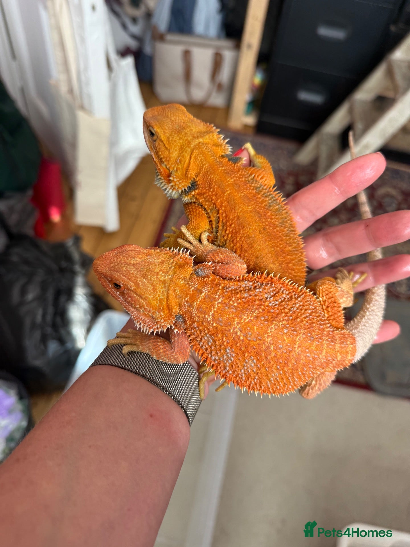 Bearded Dragon reptiles Stunning two bearded dragons - ready to leave!  - Advert 1