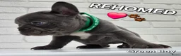 French Bulldog dogs for sale: Stunning Blue French Bulldog Puppies - Advert 20