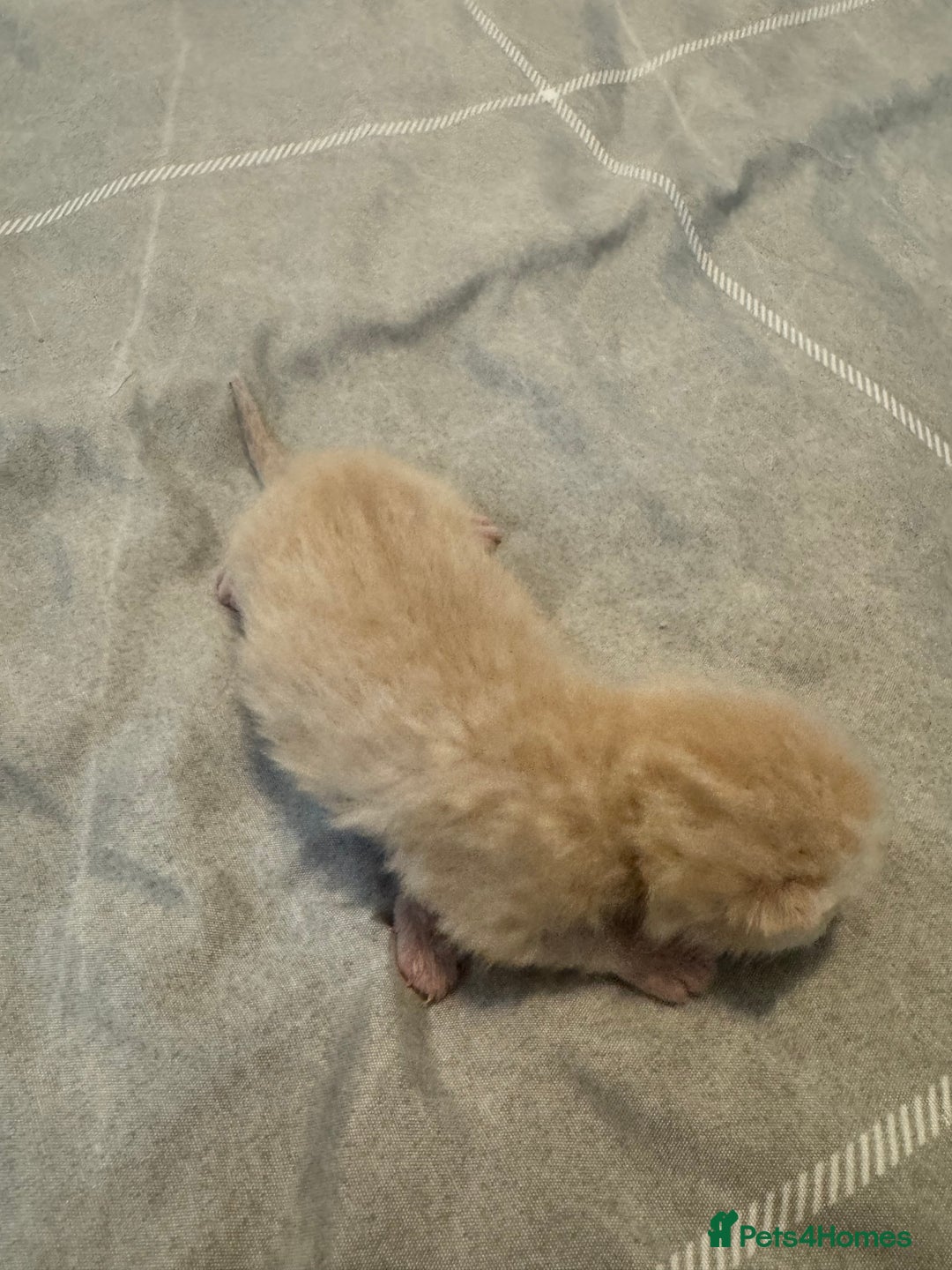 British Shorthair cats for sale: Beautiful bsh kittens  - Image 11