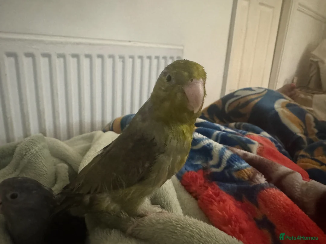 Cockatiels birds for sale: Parrotlets lovely couple   - Advert 1