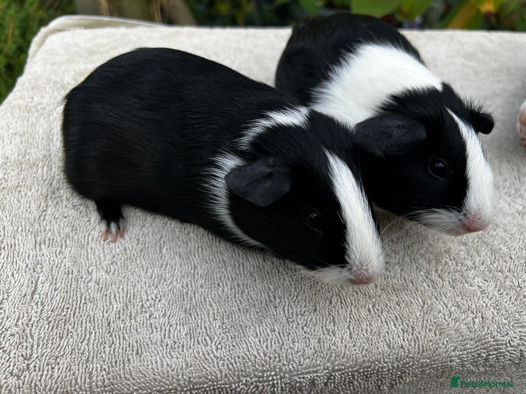 Guinea Pig rodents for sale: Sows/ Female Guinea pigs - Image 8
