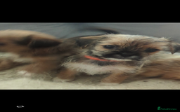 Shorkie dogs for sale: Shorkie puppies for sale - Image 7