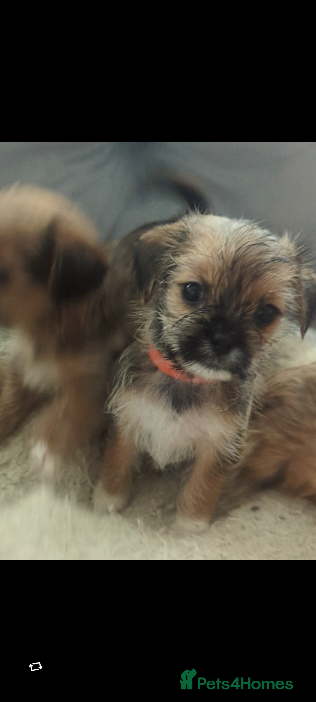 Shorkie dogs for sale: Shorkie puppies for sale - Image 7