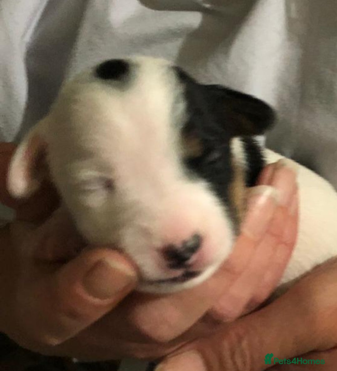 Jack Russell dogs for sale: Jack Russell Terriers - Image 9