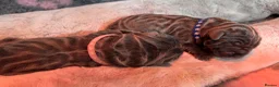 Neapolitan Mastiff dogs for sale: Neapolitan mastiff puppies 1 girl grey/1 boy grey  - Advert 13
