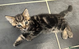 Mixed Breed cats for sale: 2 Tabby's and calico kitten for sale - Image 16