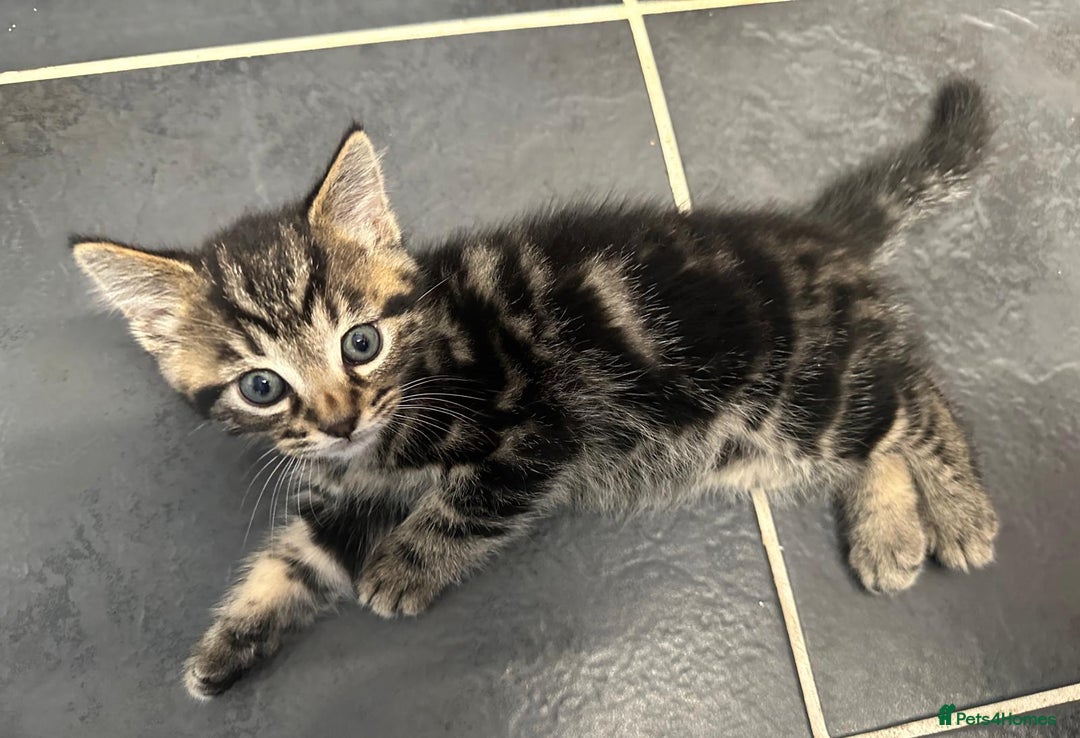 Mixed Breed cats for sale: 2 Tabby's and calico kitten for sale - Image 16