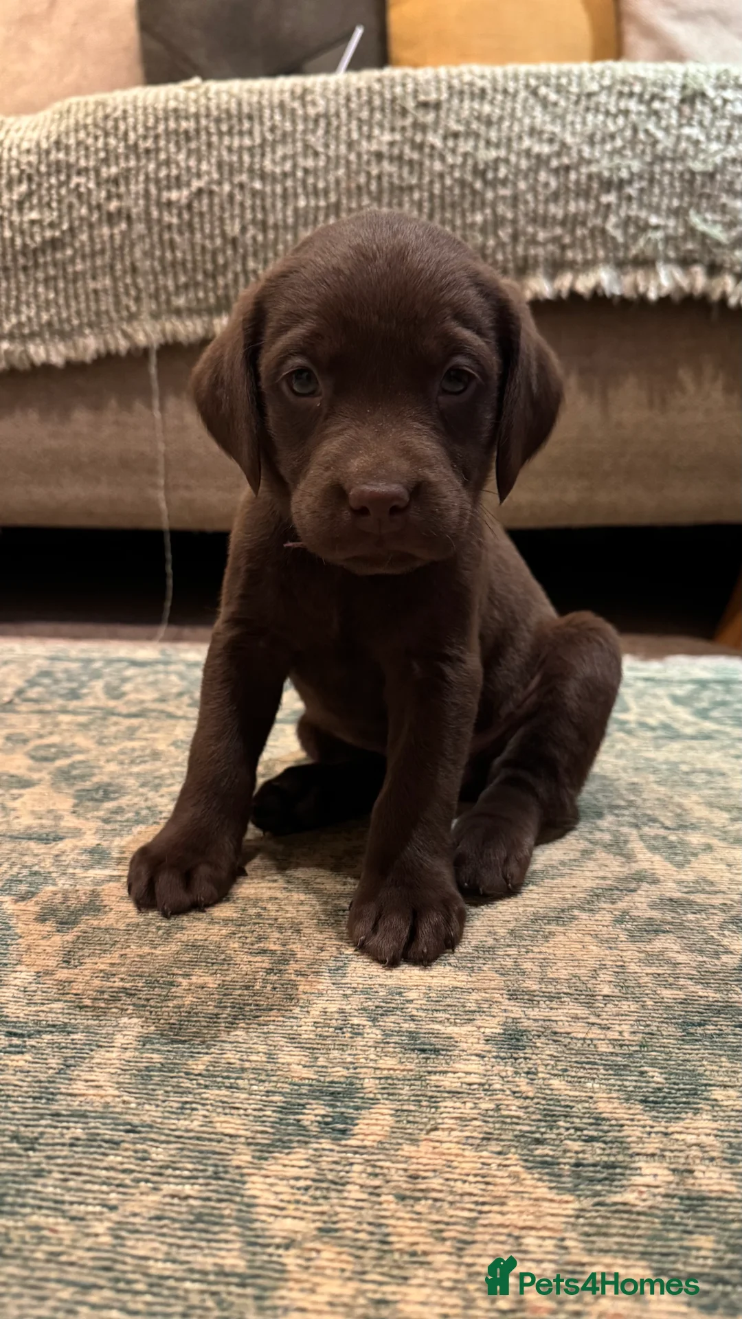 Labrador Retriever dogs for sale: Beautiful Chocolate and Yellow working Labradors  - Advert 28
