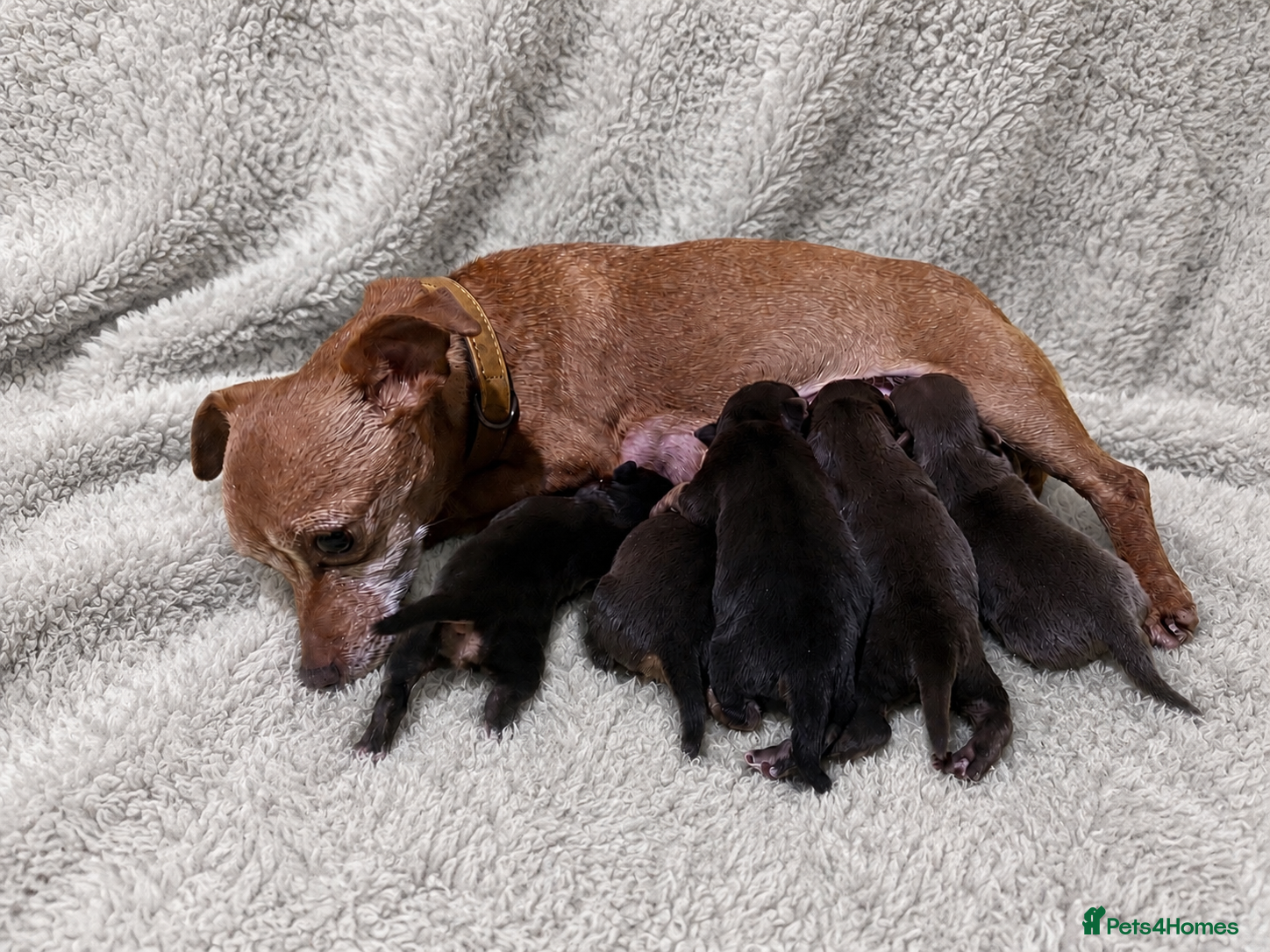 Jack Russell dogs Stunning Litter of Chocolate Jack Russell Puppies. - Advert 3