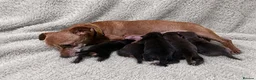 Jack Russell dogs for sale: Stunning Litter of Chocolate Jack Russell Puppies. - Advert 1