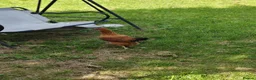 Chickens poultry for sale: Mixture of hens for sale  - Advert 7