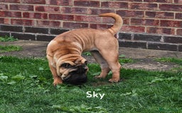 Shar Pei dogs for sale: Sujarah Shar Pei Puppies Available  - Image 9