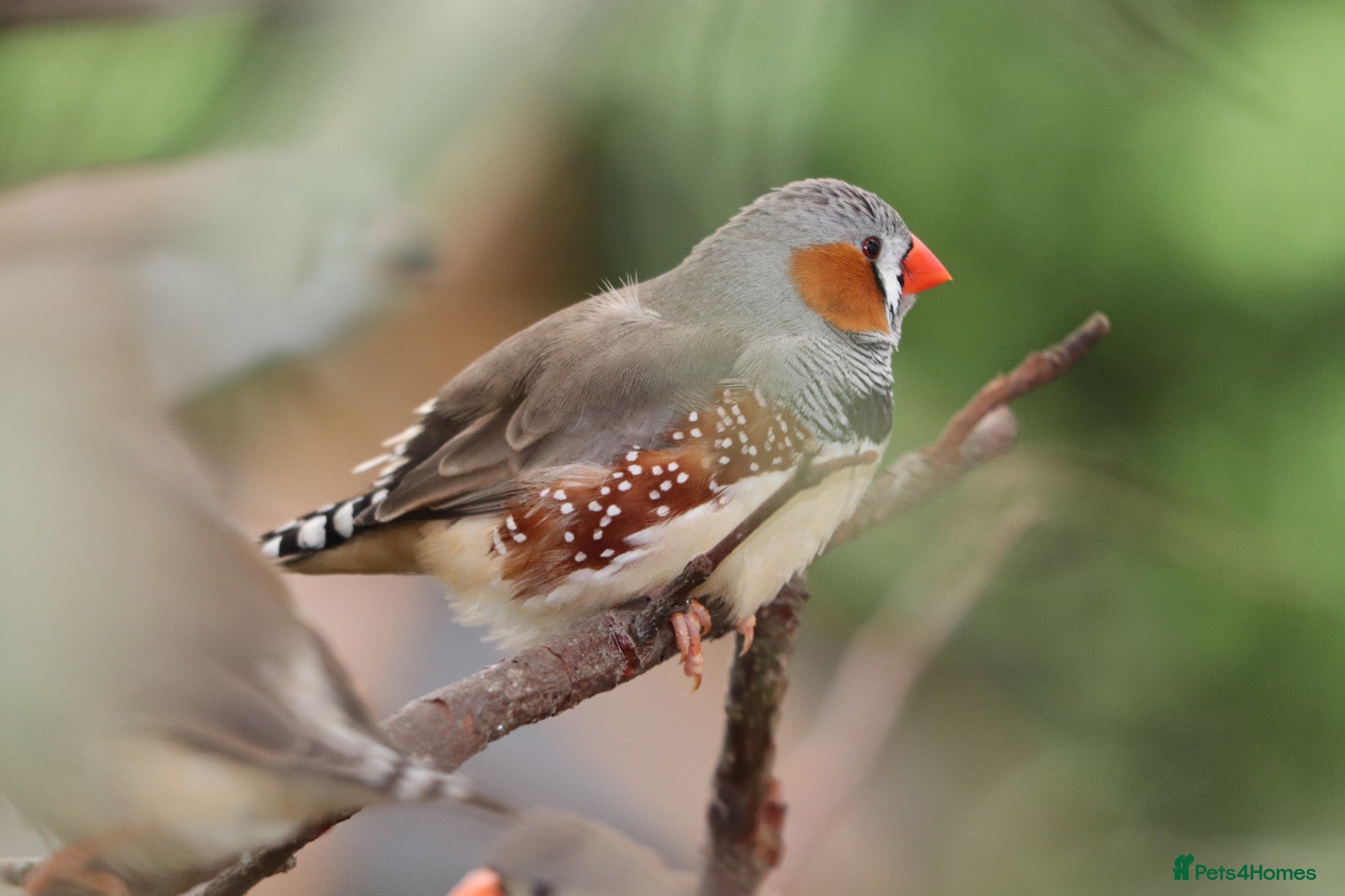 Finches birds Various Zebra Finch Variants  - Advert 5