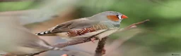 Finches birds for sale: Various Zebra Finch Variants  - Advert 1