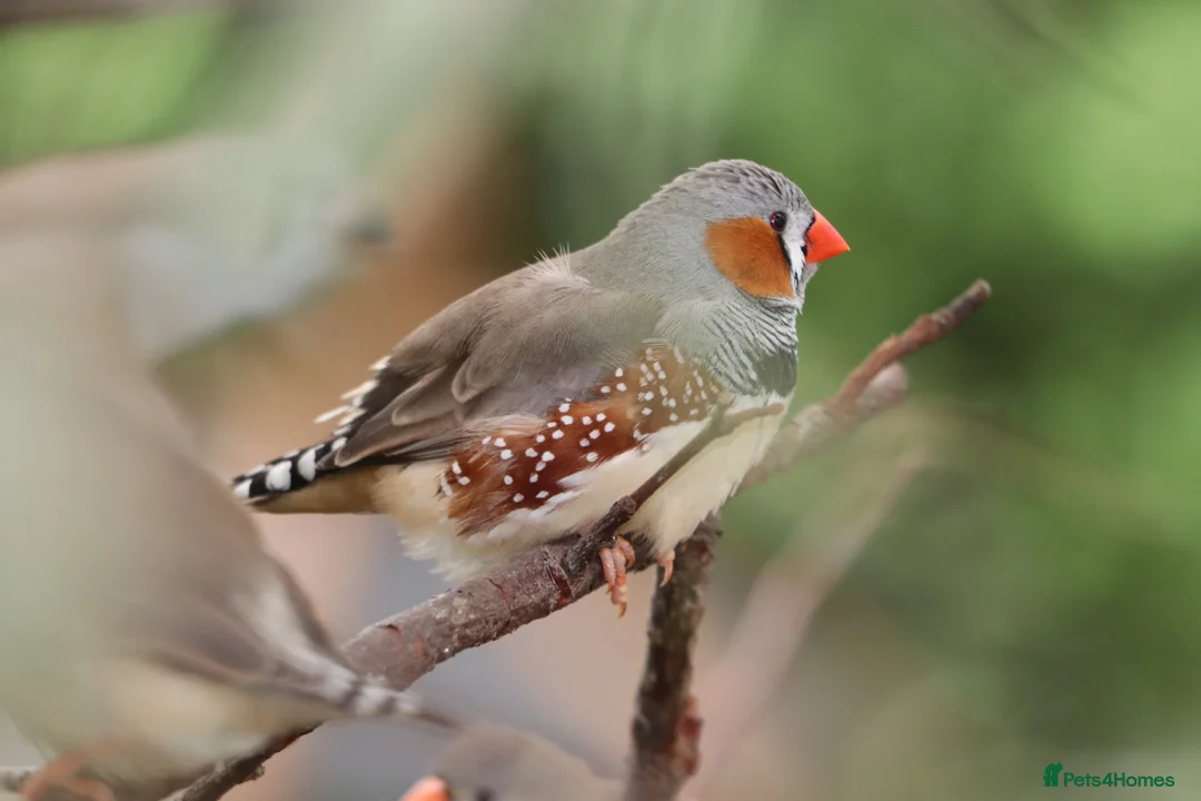 Finches birds for sale: Various Zebra Finch Variants  - Advert 1