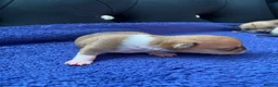 Chihuahua dogs for sale: Chihuahua puppies 3 💙Ánd 2🩷 - Advert 11
