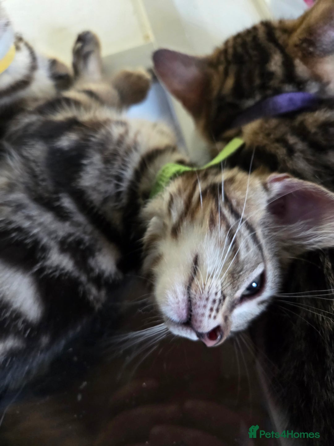 Bengal cats for sale: Bencoons, Bengal mum Maincoon Dad - Image 11