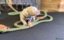 Weimaraner dogs for sale: 🐾Adorable KC Registered Weimaraner Puppies🐾 - Image 10