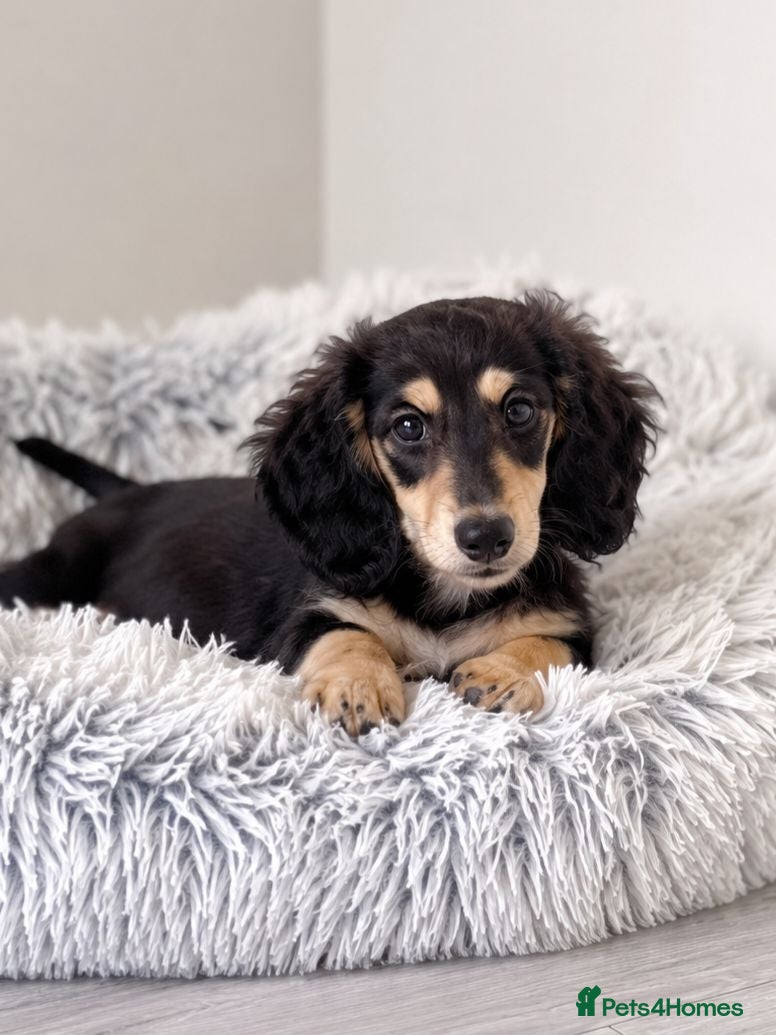 Miniature Dachshund dogs Last Wonderful KC Reg.MiniatureLH Dachshund Puppy  - Advert 17
