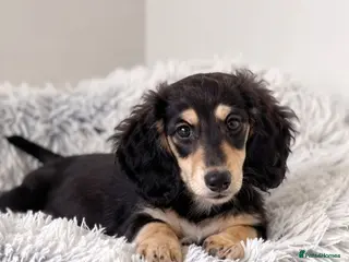 Miniature Dachshund dogs Last Wonderful KC Reg.MiniatureLH Dachshund Puppy - Advert 17