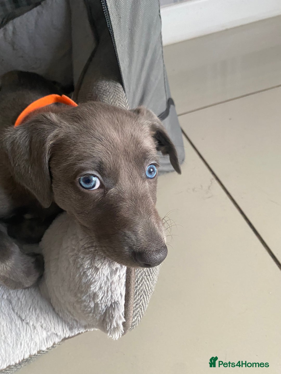 Mixed Breed dogs for sale: Bedlington whippet  - Advert 6