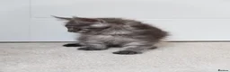 Maine Coon cats for sale: RUSSIAN XL GCCF SMOKE KITTENS - Advert 7