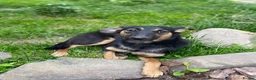 Mixed Breed dogs for adoption: ❤️🐶 GINA – GENTLE PEOPLE, PLAYFUL DOGS in Burton-on-Trent - Advert 7