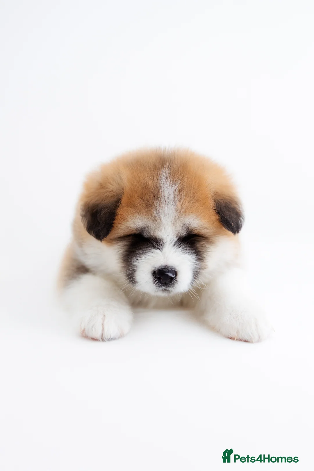 Japanese Akita Inu dogs for sale:  Japanese Akita Inu Puppies – Red Fawn - Advert 16