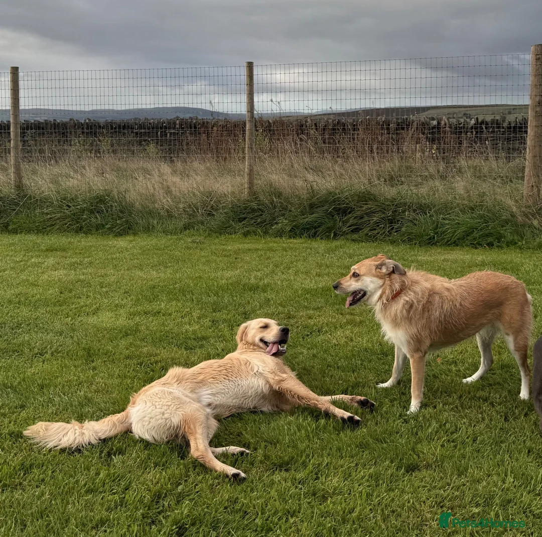 Golden Retriever dogs for stud: STUD AVAILABLE - BRUCIE  in High Wycombe - Advert 20