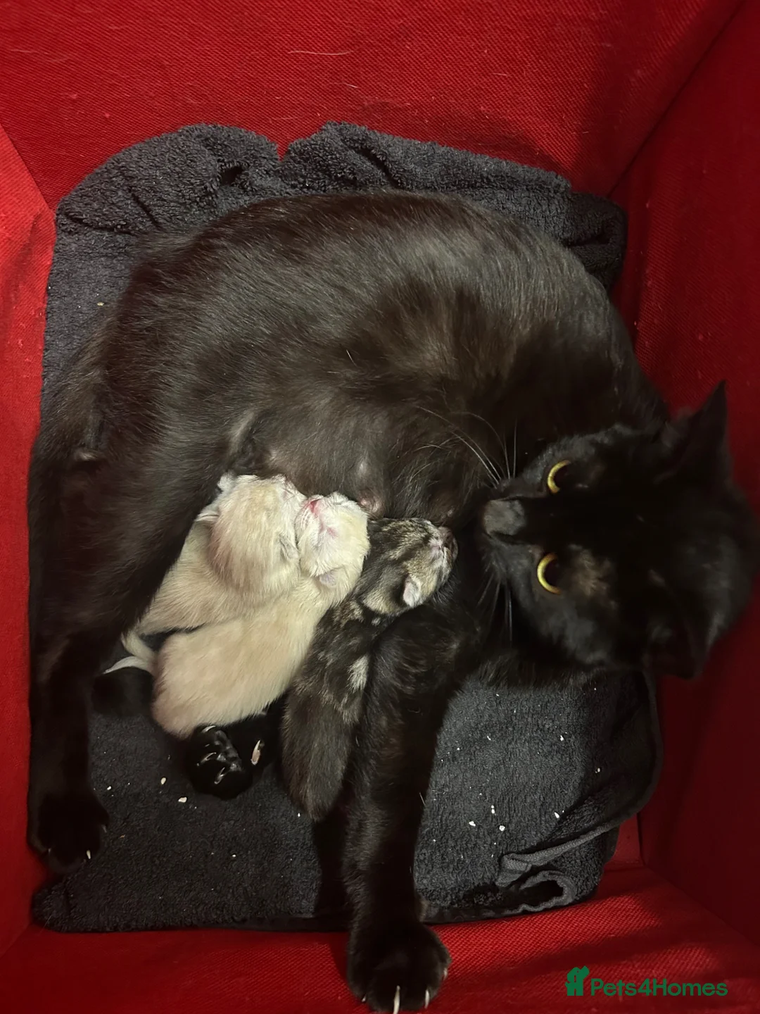 Mixed Breed cats for sale: Mixed kittens  - Advert 2