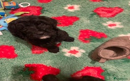 Mixed Breed dogs for sale: Amazing Cockerpoo/Bernadoodle puppies ❤️🐶 - Image 10