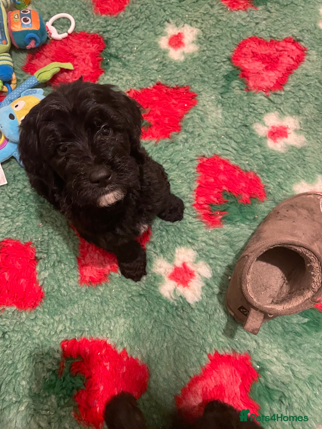Mixed Breed dogs for sale: Amazing Cockerpoo/Bernadoodle puppies ❤️🐶 - Image 10