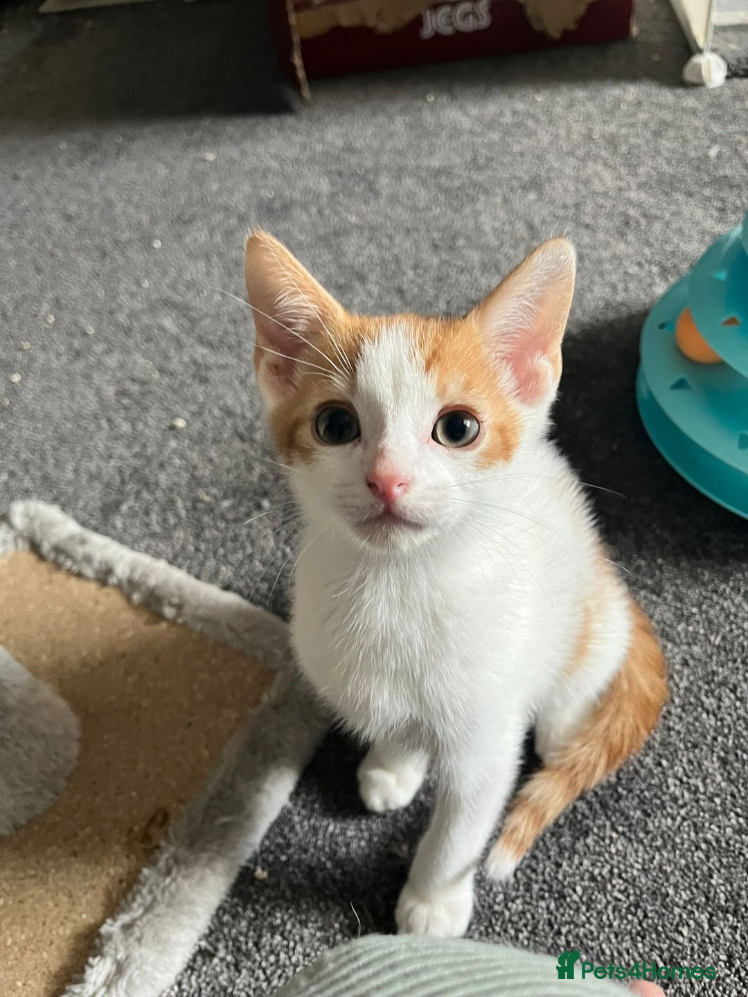 Mixed Breed cats for sale: Kittens for sale - Image 1