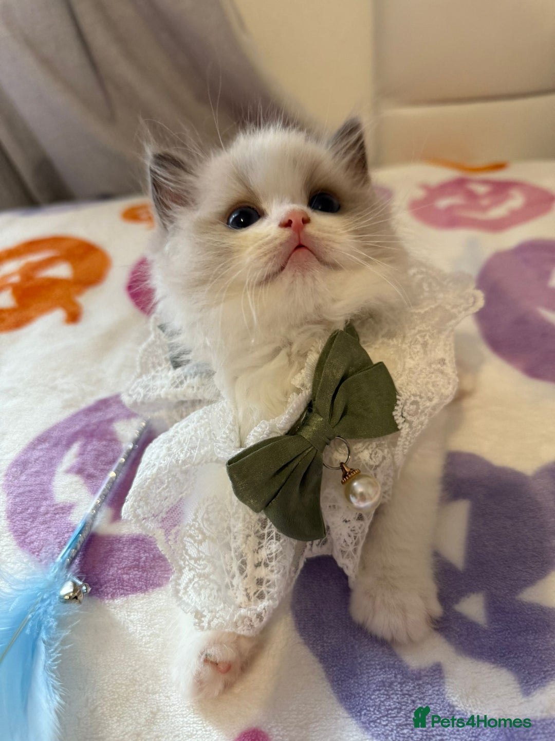Ragdoll cats for sale: Blue eyes Blue-Bicolor kittens  - Image 23