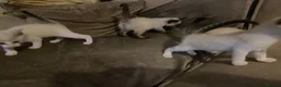 Mixed Breed cats for sale: Beautiful ragdoll cross kittens - Advert 17